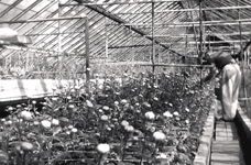 Knechtel's Blossom Shop & Farm