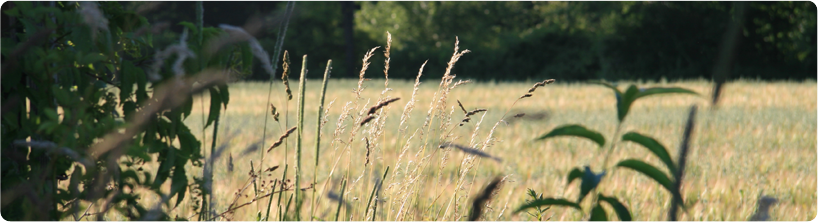 Knechtel Farm